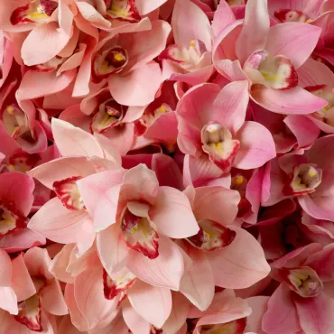 Bouquet of Cymbidium Orchids Peach Real Touch 36 pcs
