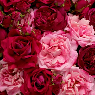 Bouquet of Roses Red & Pink Real Touch 72 pcs/ 3 varieties