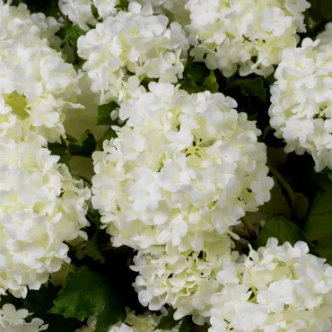 Bouquet of Hydrangeas Snowball White Real Touch 36 pcs