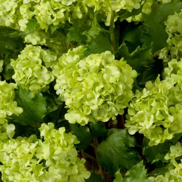 Bouquet of Hydrangeas Snowball Green Real Touch 36 pcs