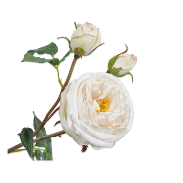 Rose Stem White 57cm
