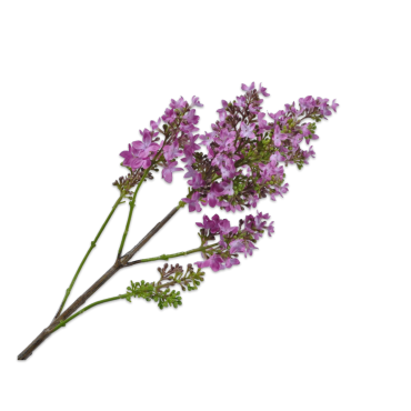 Lilac Spray Fuchsia 94cm