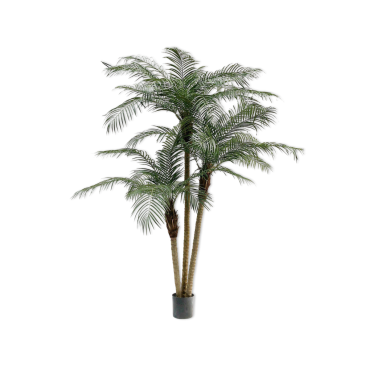 Palm Phoenix Green 183cm