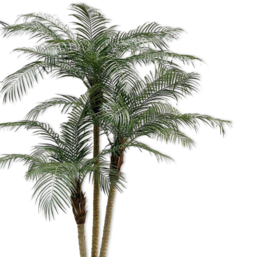 Palm Phoenix Green 183cm
