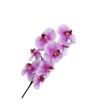 PHALAENOPSIS STEM WHT/FCH RT 78 cm