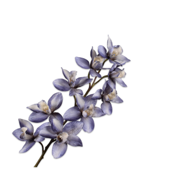 Cymbidium Stem Blue 88cm
