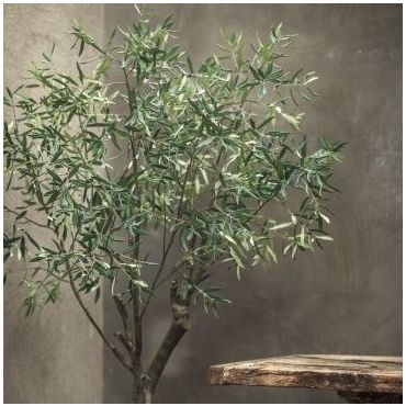 Olive Tree Green 198cm