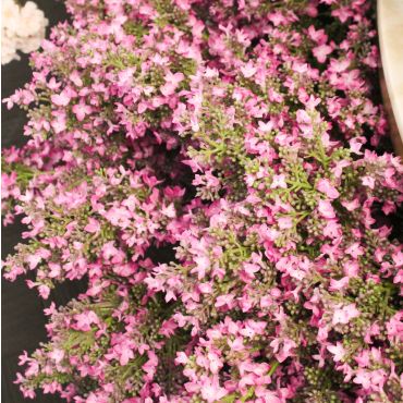 Lilac Spray Fuchsia 94cm